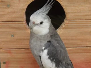 Baby Cockatiels Available