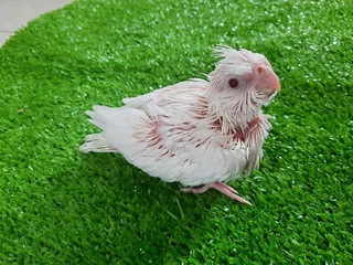 Baby Cockatiels Available