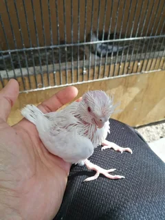 Baby Cockatiels Available