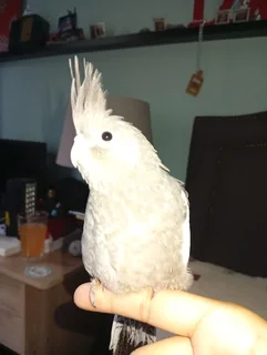 Baby Cockatiels Available