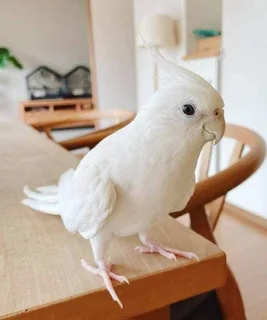Baby Cockatiels Available
