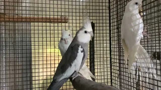 Baby Cockatiels Available