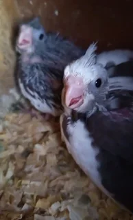 Baby Cockatiels Available