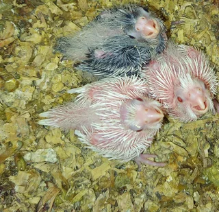 Baby Cockatiels Available