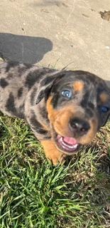 Beautiful pups for sale