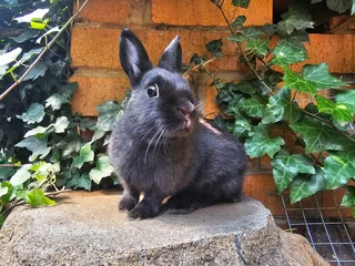 Dwarf Rabbits - Ad posted by Natasha Hodgson