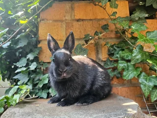 Dwarf Rabbits - Ad posted by Natasha Hodgson