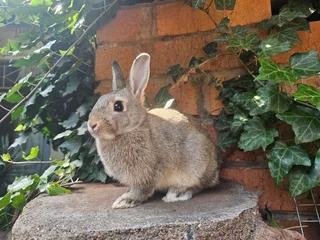 Dwarf Rabbits - Ad posted by Natasha Hodgson