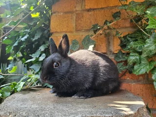 Dwarf Rabbits - Ad posted by Natasha Hodgson