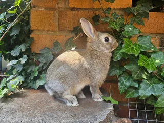Dwarf Rabbits - Ad posted by Natasha Hodgson