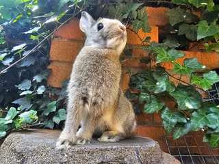 Dwarf Rabbits - Ad posted by Natasha Hodgson