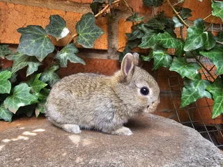 Netherland Dwarfs - Ad posted by Natasha Hodgson