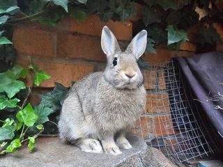 Dwarf rabbits - Ad posted by Natasha Hodgson
