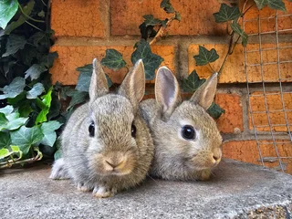 Netherland Dwarf Rabbits