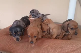 Dachshund Puppies