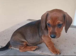 Dachshund Puppy