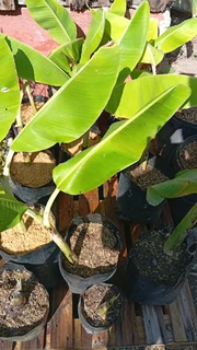 Fruit tree, Banana tree