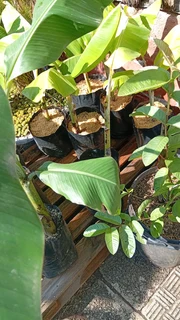 Fruit tree, Banana tree