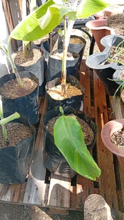 Fruit tree, Banana tree