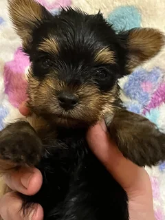 Yorkie puppies