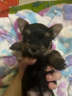 Yorkie puppies