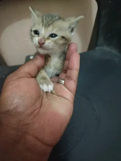 Kitten for adoption