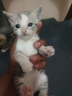 Kitten for adoption