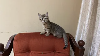 Persian kitten crossed with normal cat