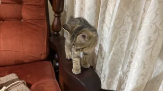Persian kitten crossed with normal cat
