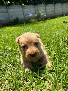 Scottish terrier puppies.
