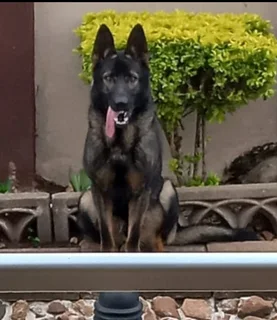 German shepherd pups