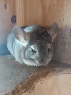 Chinchillas - Ad posted by Kim Van Den Ende