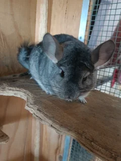 Chinchillas - Ad posted by Kim Van Den Ende