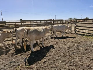 Charolais x verse te koop