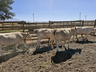 Charolais x verse te koop