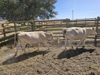 Charolais x verse te koop