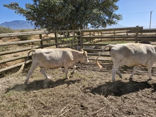 Charolais x verse te koop