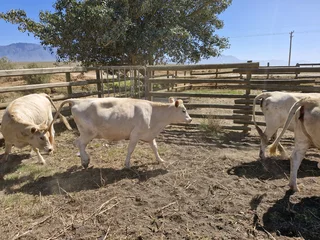 Charolais x verse te koop