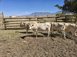 Charolais x verse te koop