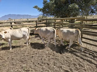 Charolais x verse te koop
