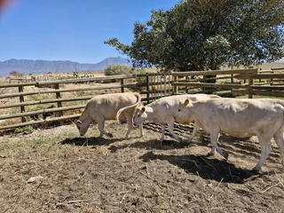 Charolais x verse te koop