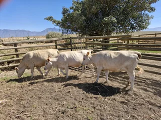 Charolais x verse te koop