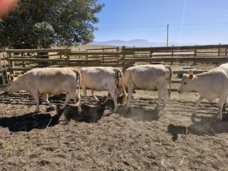 Charolais x verse te koop