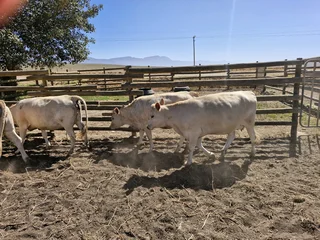Charolais x verse te koop