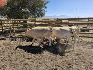 Charolais x verse te koop