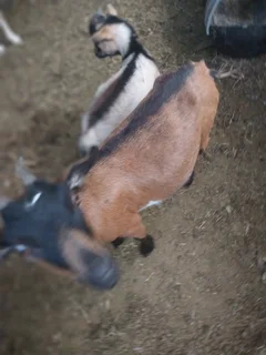 Goats for sale in Midrand