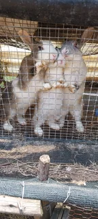 Rabbit - Ad posted by doualacameroon ngne