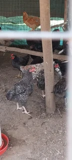 Indigenous chiken for sale in Midrand