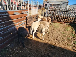 Vet meatmaster skape