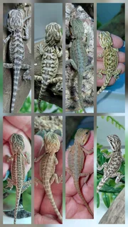 Bearded Dragon baby available